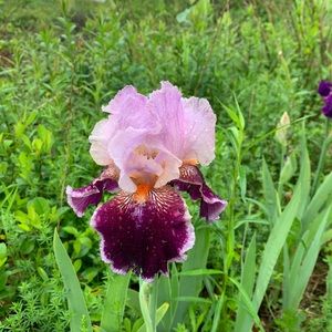 Meet your Posher, Marilyn